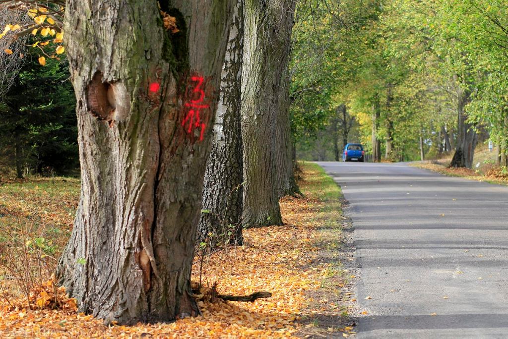 Деревья возле дорог – вырубить или оставить? Почему они вообще там стоят?