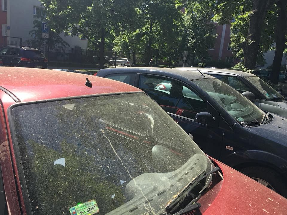 Скоро снова начнется. Желтая пыль на автомобилях. Что это такое и как от этого избавиться?