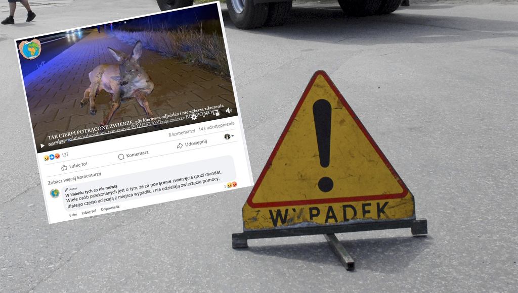 «Вот так страдает животное, которого ударили». Это видео должен посмотреть каждый водитель