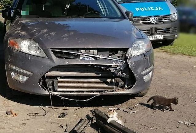 Машину покусали бездомные собаки соседа. Под маской прятались кошки