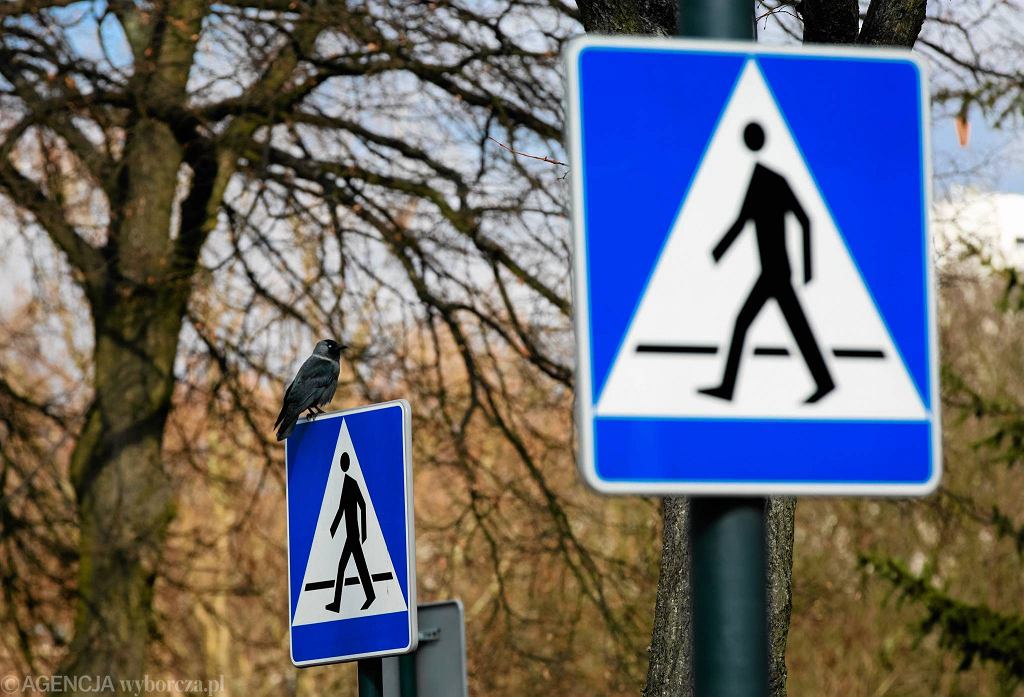 Депутат партии ПиС требует светоотражающие дорожные знаки. Проблема в том, что они такие